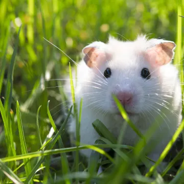 Mouse in a field of grass